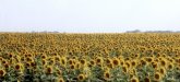Kansas Sunflowers